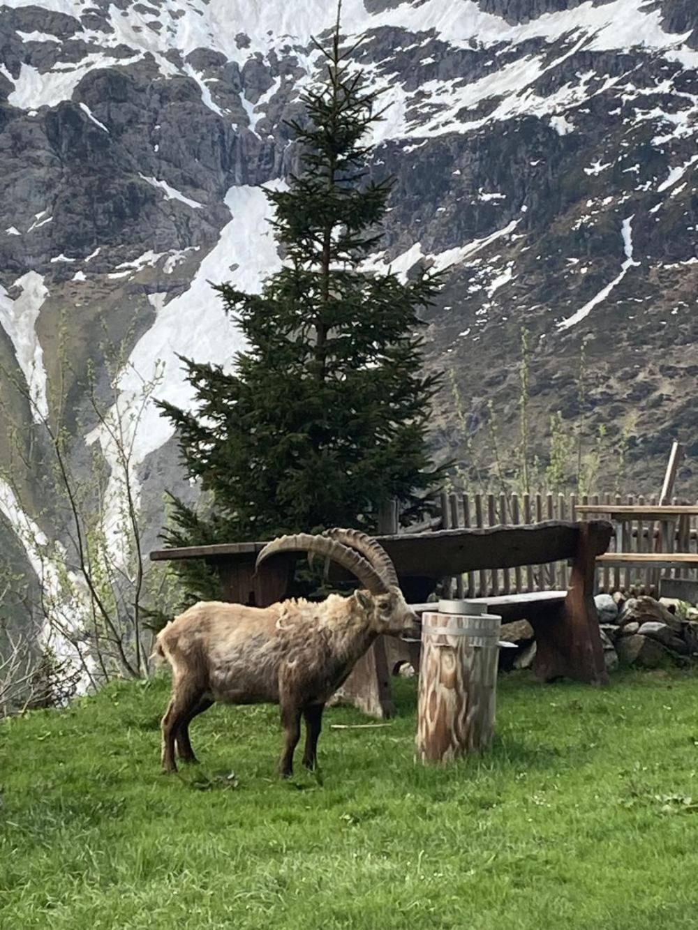 Berggasthaus Tschingelhorn Hotell Stechelberg Exteriör bild
